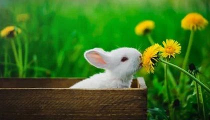 广东汕头一男子路过妈祖庙时心生贪念,偷走妈祖金身佩戴的黄金耳环