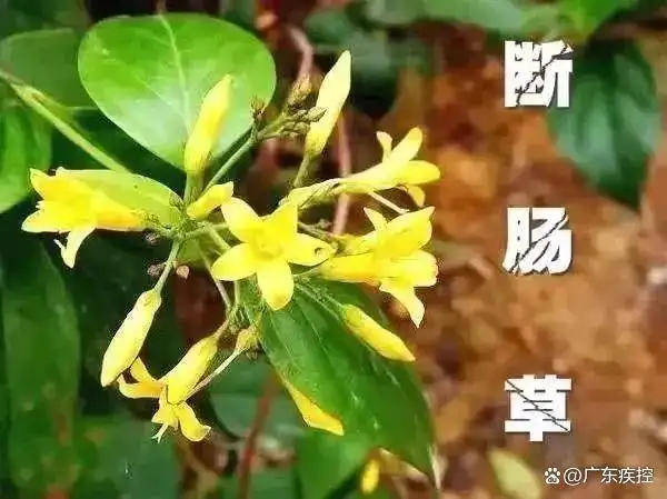 广东一老人买药材煲汤中毒身亡 当地：店铺误售断肠草<strong></p>
<p>玩币圈</strong>，老板被拘留