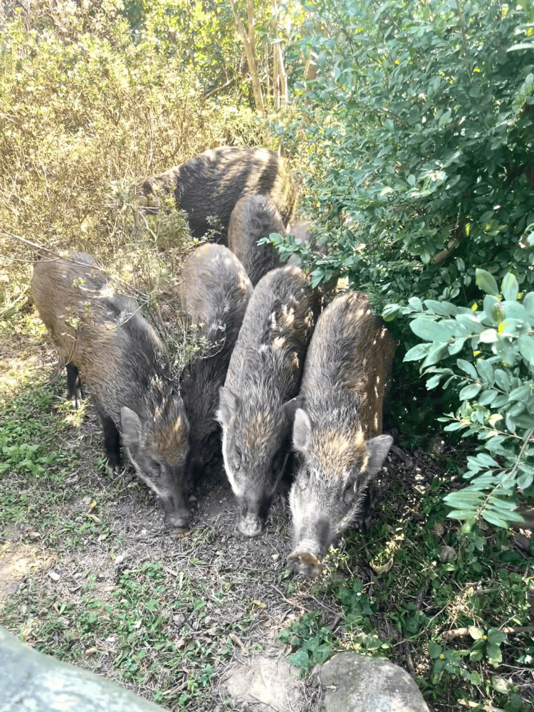 深圳梧桐山网红野猪下崽？市民拍到“一家人整整齐齐”<strong></p>
<p>合约币走势</strong>，管理处：天天都有人投喂