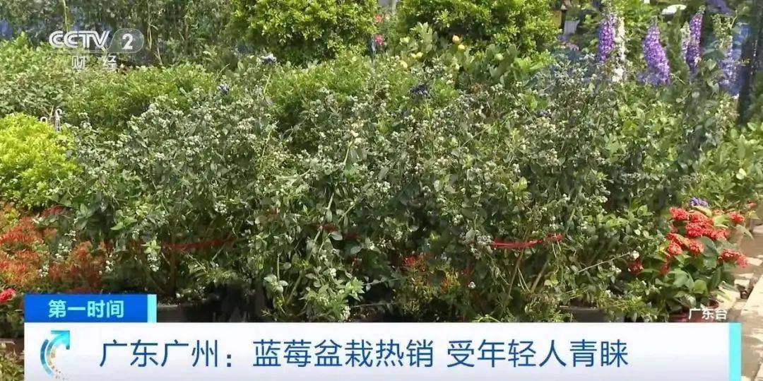 大降价<strong></p>
<p>炒币故事</strong>！从100多元一斤到9.9元一盒