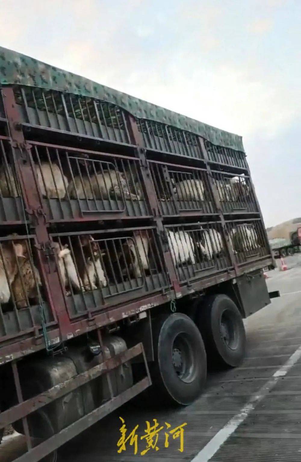 江苏养殖户称543只羊运到贵州遭羊贩盗卖<strong></p>
<p>二宝币</strong>，当地警方立案又撤案，镇政府：双方合作养羊，账目存在分歧引发纠纷