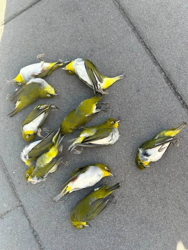 北京一座大厦楼下躺了14只鸟<strong></p>
<p>寻街币</strong>，12只已死亡！元凶竟是玻璃