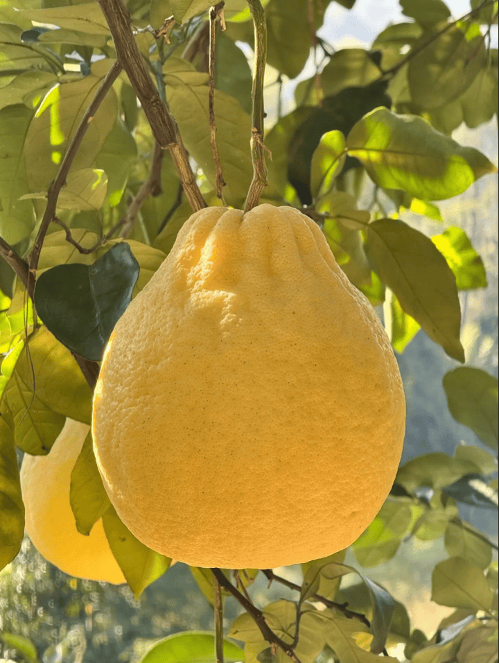 没有什么能阻挡！今天<strong></p>
<p>夜币</strong>，广西人就是要回家！