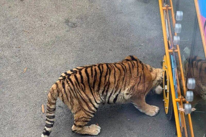 动物园观光车压碎老虎下巴<strong></p>
<p>星币一</strong>？园方：初步检查未发现重大伤情