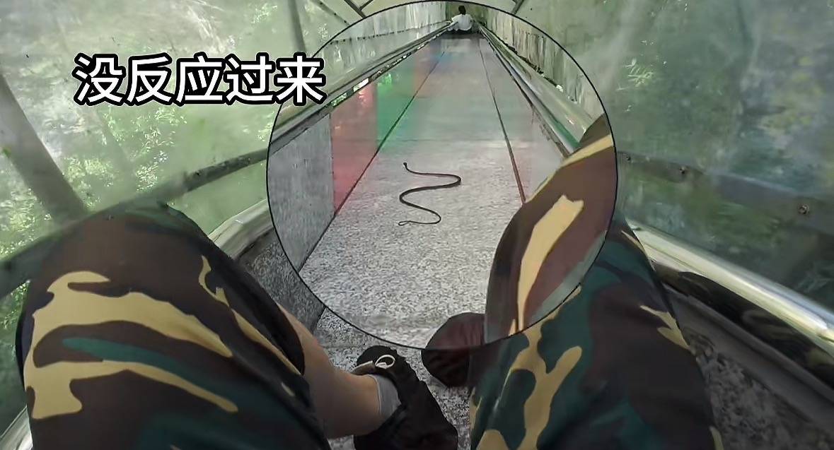 游客称在广西丹炉山滑道遇蛇<strong></p>
<p>星币一</strong>，景区致歉：这么多年就这一次，每年都做防蛇处理