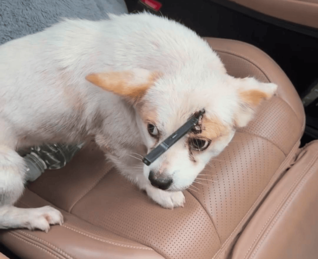 教育局回应“一教师用弓箭射杀小狗”：不实<strong></p>
<p>币资讯</strong>，小狗进学校前就被射伤