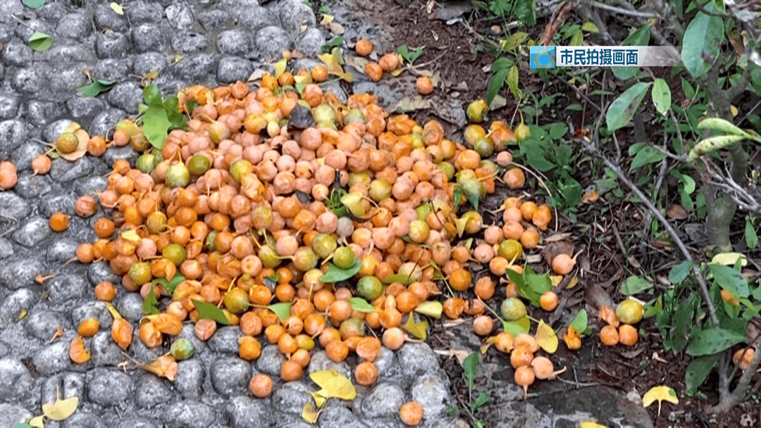 不要捡<strong></p>
<p>币圈信息</strong>！不要吃！昆明街头正大量出现……