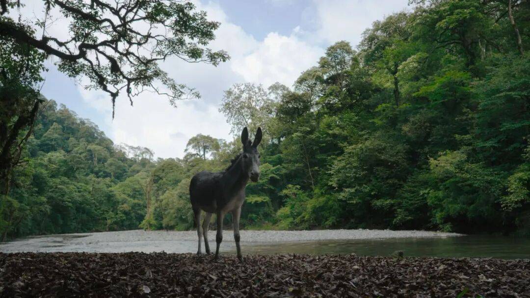 为什么说现在不缺牛马<strong></p>
<p>币圈信息</strong>，就缺驴？