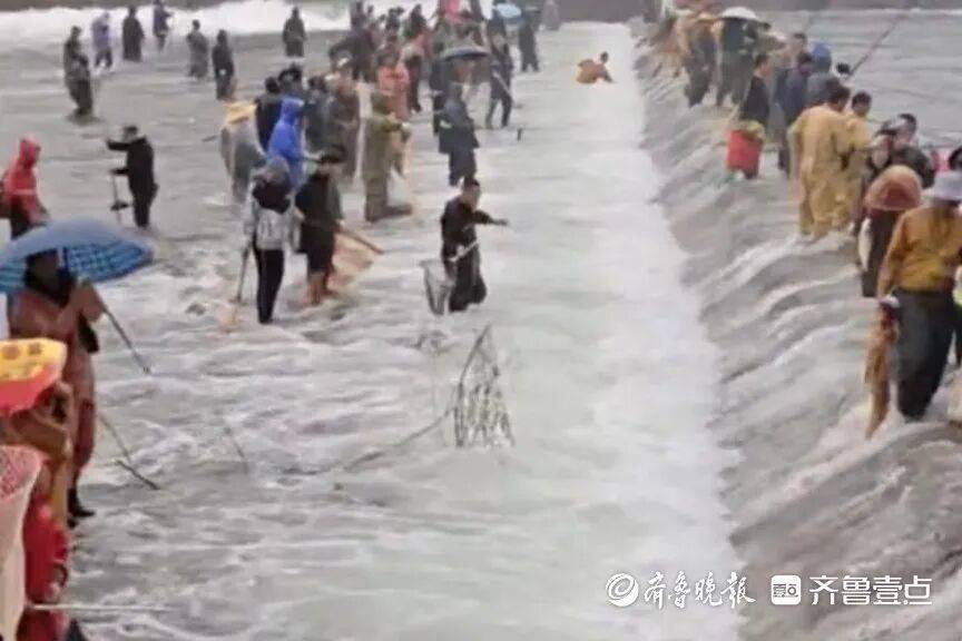 “鱼多得数不过来<strong></p>
<p>有币下载</strong>，一网子下去能捞好几条”济南锦绣川水库开闸放水，大量鲢鱼被冲出，工作人员：禁止捕捞！