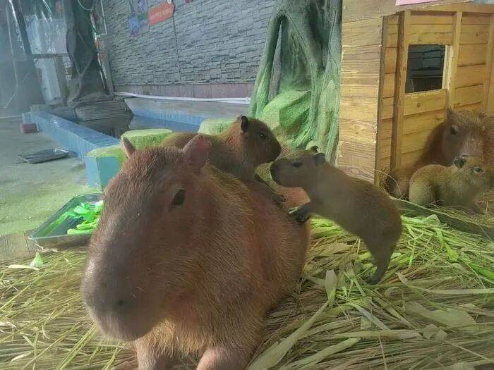 出生1小时就能独立行走<strong></p>
<p>马兰币</strong>，济南动物园“果果”和“豚豚”的4只新生幼崽，周末和市民见面