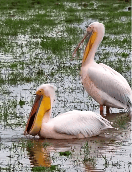 国家一级保护动物<strong></p>
<p>链币</strong>，现身达州！