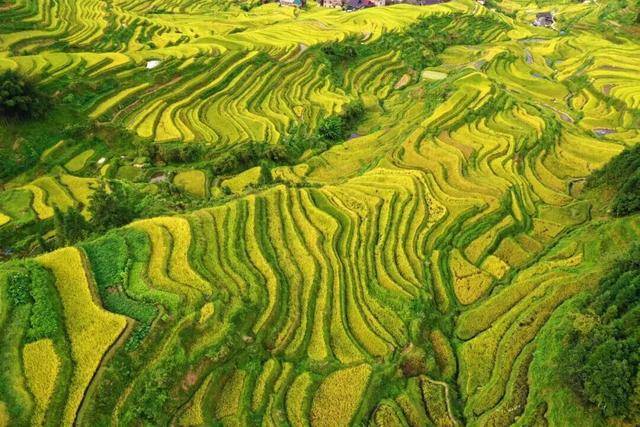 金秋<strong></p>
<p>币圈公司</strong>，广西的梯田一点不输！
