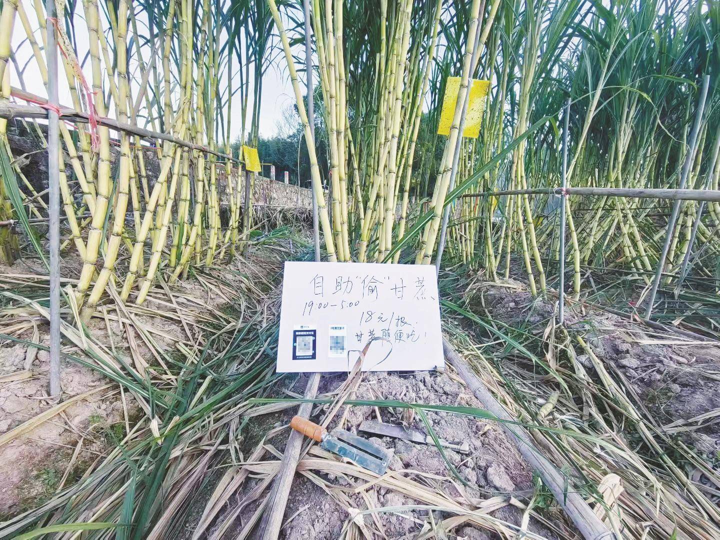 浙江一“可偷甘蔗地”成打卡点<strong></p>
<p>影子币</strong>，上百网友深夜体验，80后“地主”：已收偷款6千元