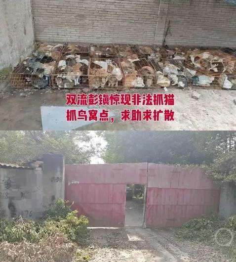 “成都一空置房非法囤猫”？官方通报：共发现被困小猫102只<strong></p>
<p>kin币交易</strong>，未发现虐猫行为