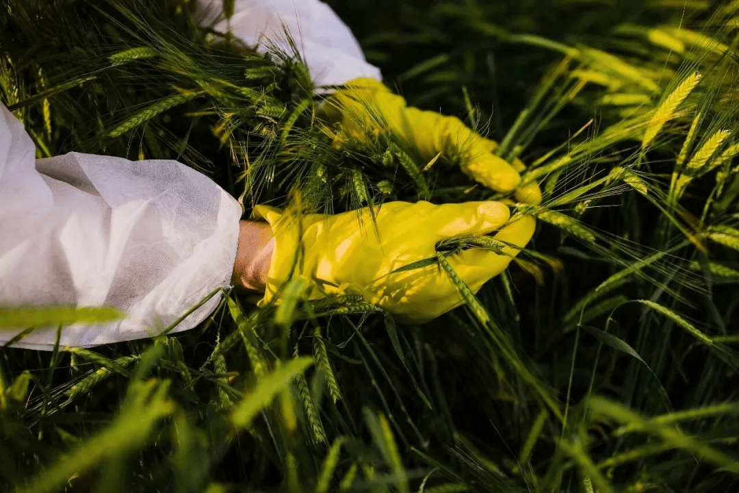 警惕<strong></p>
<p>学习炒币</strong>！田里有间谍