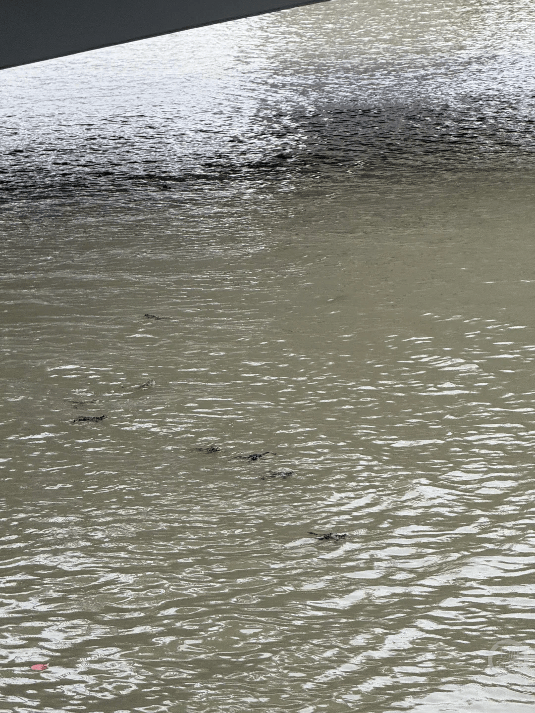 上海苏州河有人放生牛蛙？当地回应：严禁放生外来物种<strong></p>
<p>币途</strong>，市民可提供相关线索