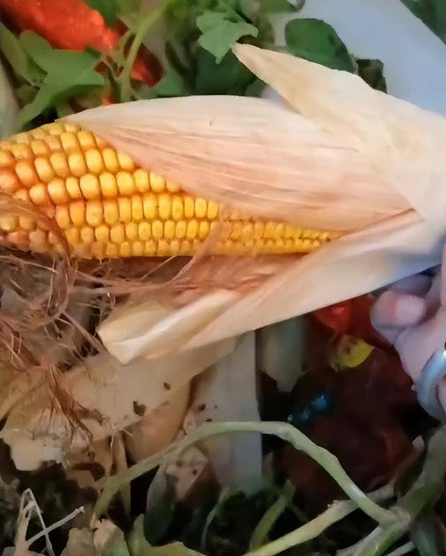 陕西一女子疑因拍亲姑姑偷玉米遭姑父棍杀<strong></p>
<p>炒币大赛</strong>，邻居欲报警也遇害