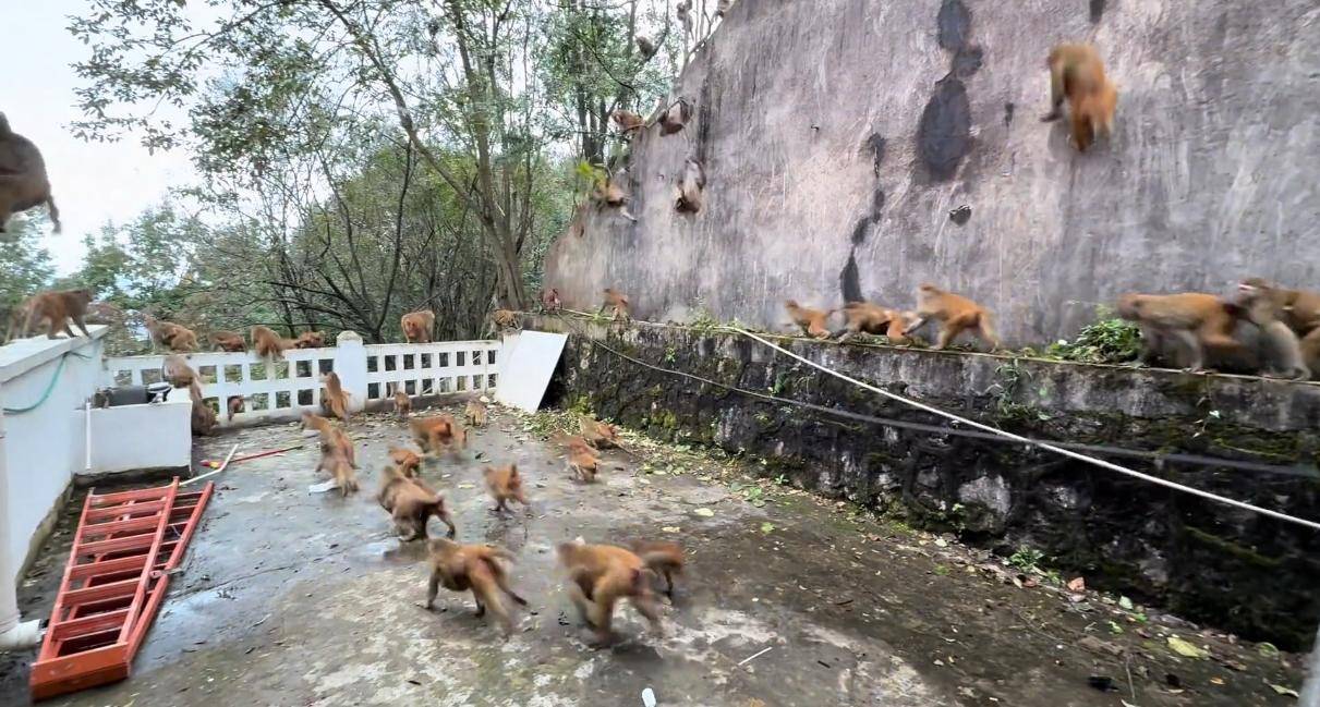 贵州黔灵山猴群一窝蜂冲下山<strong></p>
<p>交易台</strong>，网友称被吓得汗毛立起来！公园回应：猴群活动，很正常