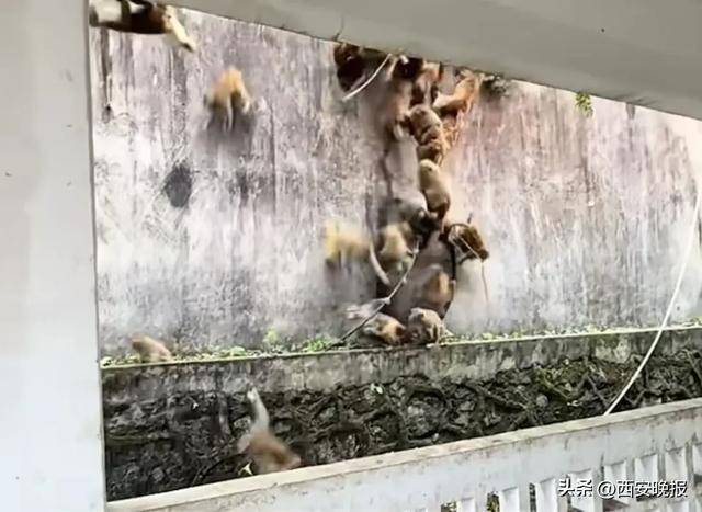 贵州一景区“下猴子雨”<strong></p>
<p>共生币行情</strong>，园方：正常情况