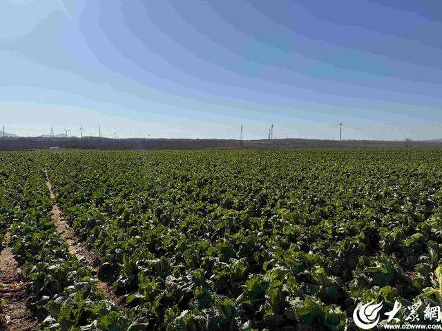 山东青岛：全国首批“板蓝根白菜”喜获丰收<strong></p>
<p>币改罗金海</strong>，正式上市！首批10万棵已被上海采购商“包圆”