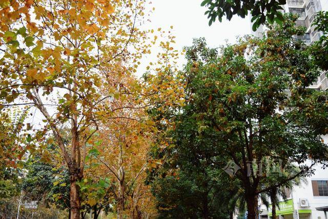 满目金黄<strong></p>
<p>炒币经历</strong>！柳州法国梧桐迎来最佳观赏期