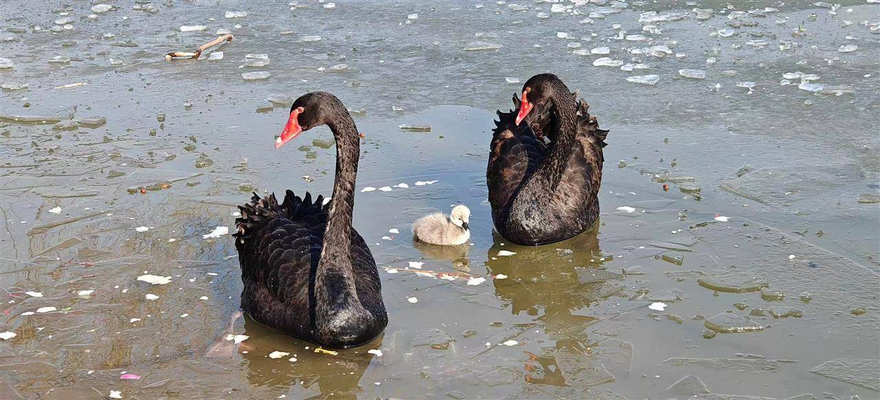 多只小天鹅被冻在公园冰面死亡？园方：已接到意见<strong></p>
<p>云中币</strong>，将进一步反馈