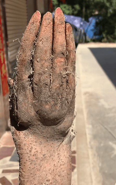 村民在菜地挖出“手掌山药”<strong></p>
<p>币天下资讯</strong>，五指形状清晰还有“指甲盖”，有人出价8千购买被拒